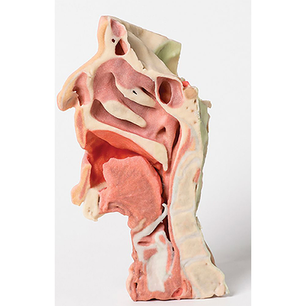 3-D Printed Head and Neck Section Model